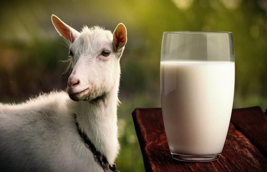 Why Nutrition Experts Recommend Consuming Goat Milk