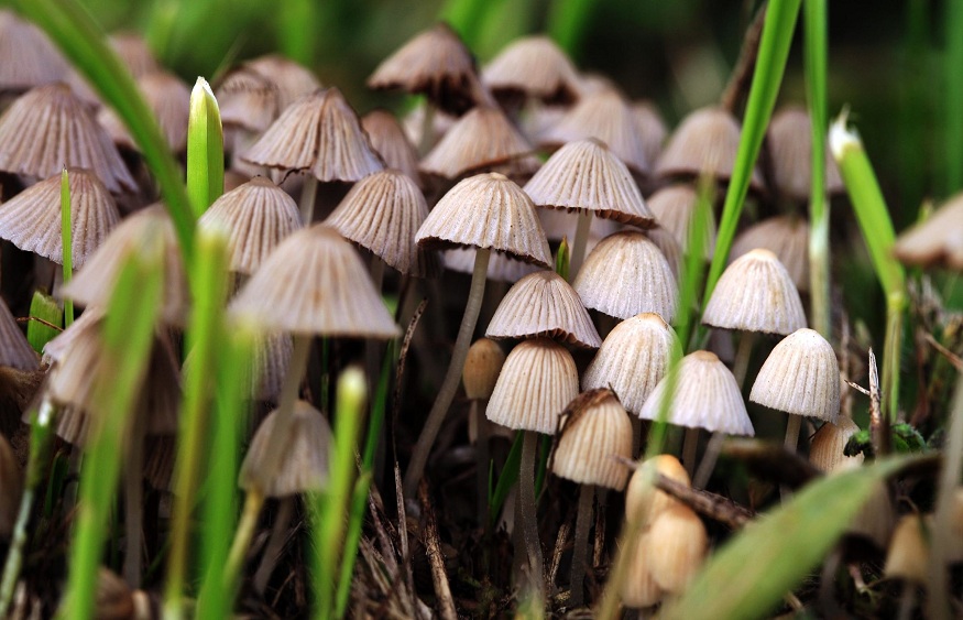 The Healing Power of Nature: A Magic Mushroom Retreat