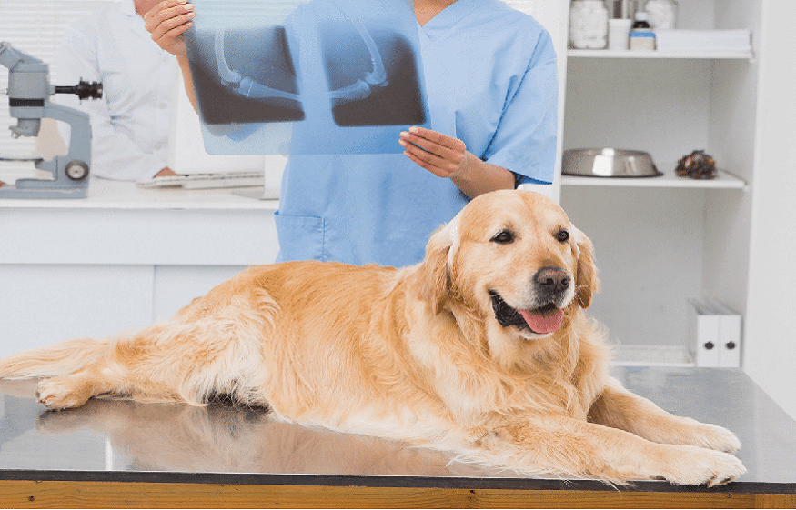 veterinarian in Silver Spring, MD,